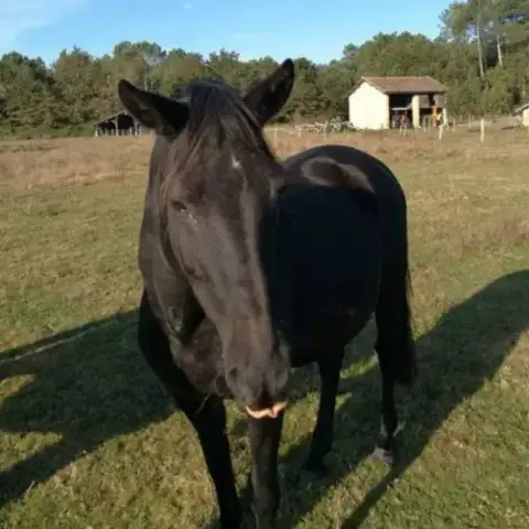 Diamante Negro