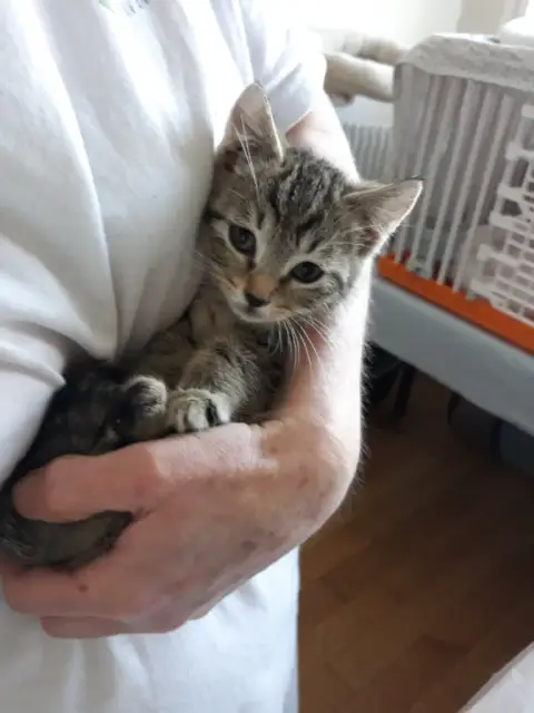 Poupi Chatonne Tigrée photo 3