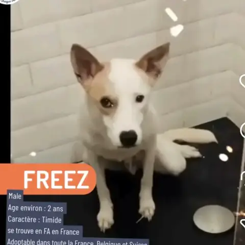 Freez photo 2