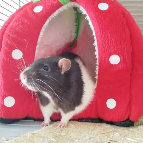 Ratatouille