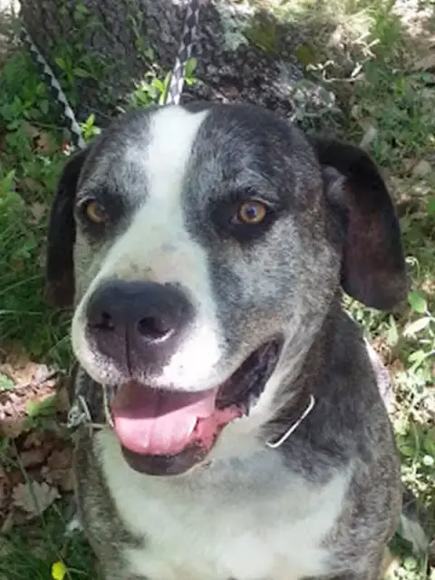 Athos
