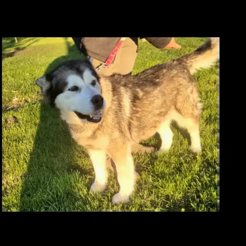 Sasha photo 3
