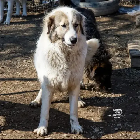 Rosie