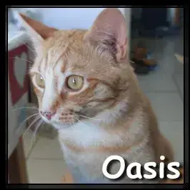 Oasis