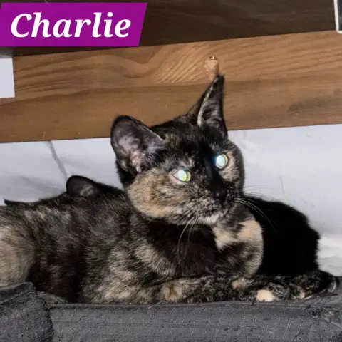 Charlie photo 2
