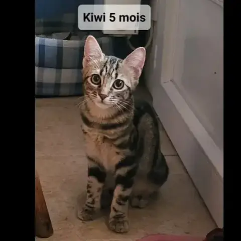 Kiwi
