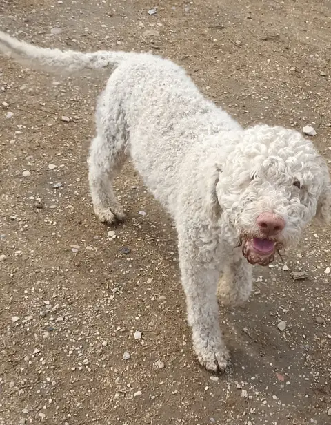 Oscar