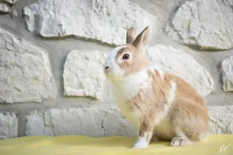 Klaus