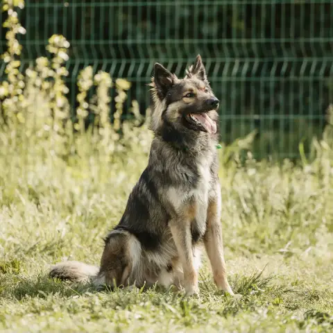 Simba photo 3