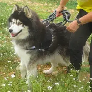 Nala photo 3