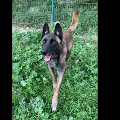 Niro photo 2