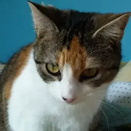 Vaena