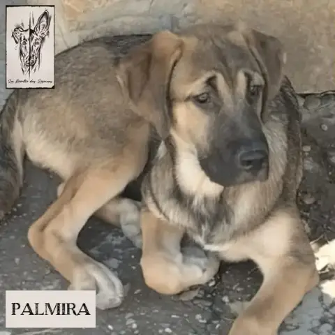Palmira photo 2