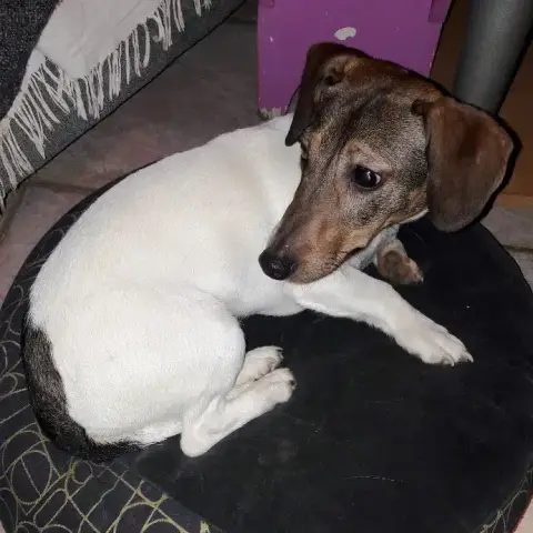Ava