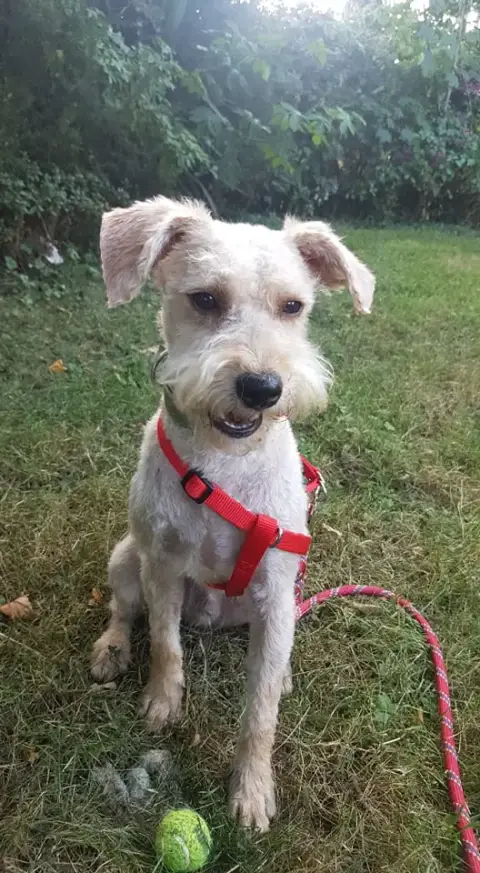 Milou photo 3