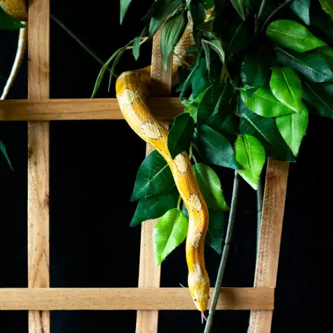 Citron photo 3