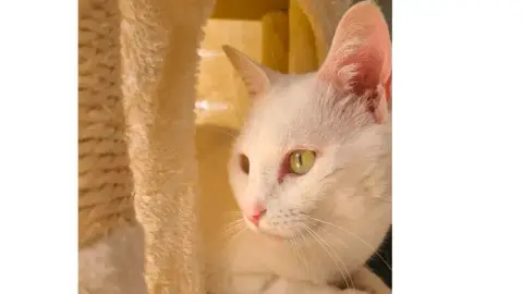 Casper