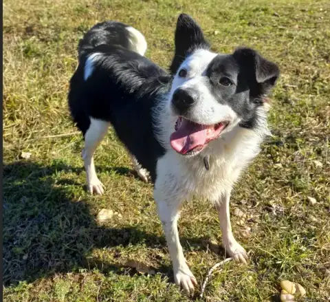 Chipie photo 3