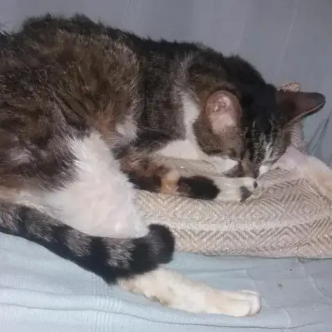 Mushu photo 3