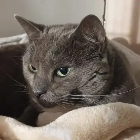 Charlie À Parrainer