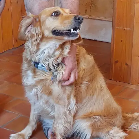Naika