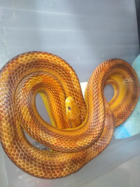 Pantherophis Guttatus