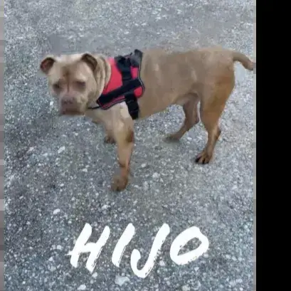Hijo
