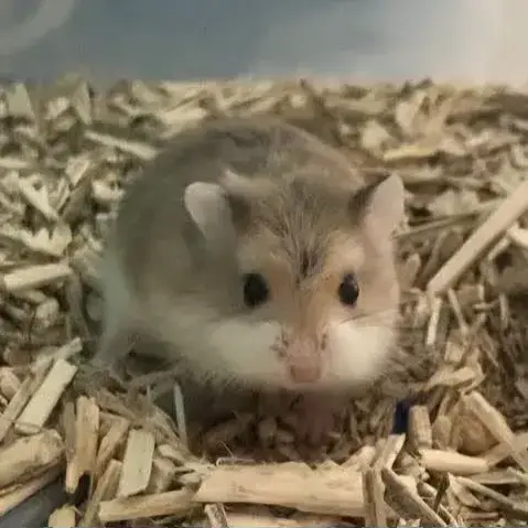 Taro
