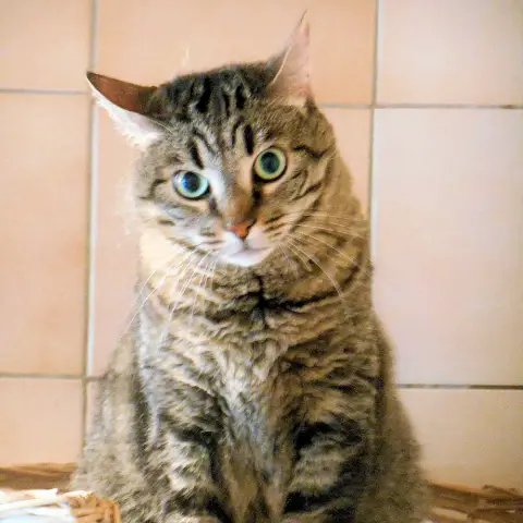 Minette