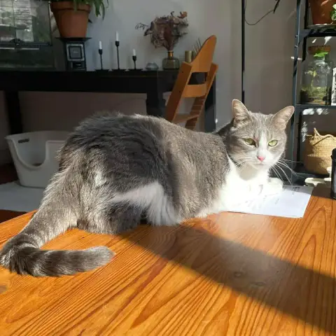 Mélie photo 3