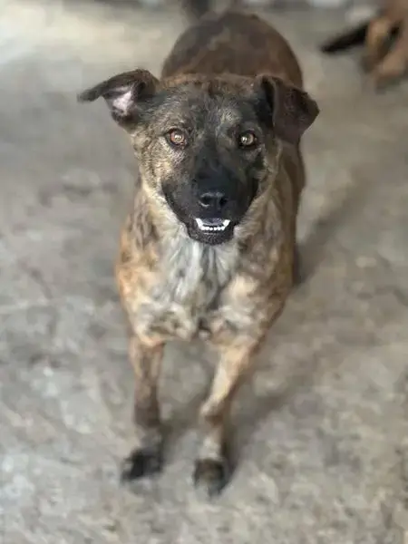 Bambino