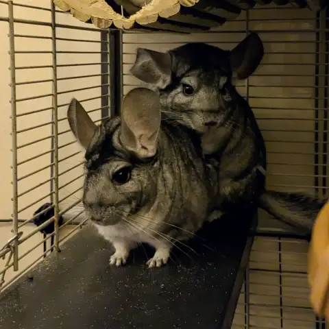 Ekoko & Kolash