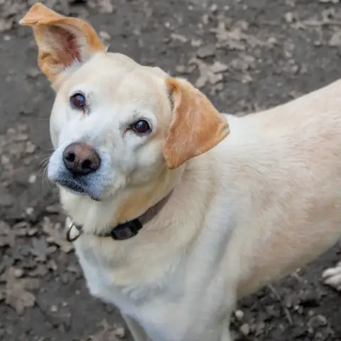 Rocko photo 2