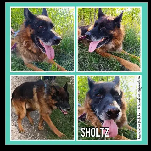 Sholtz