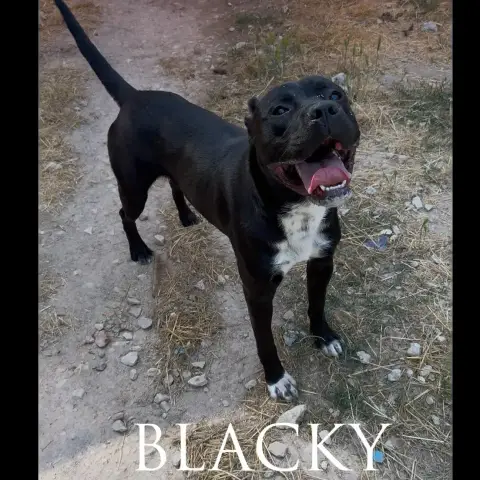 Blacky