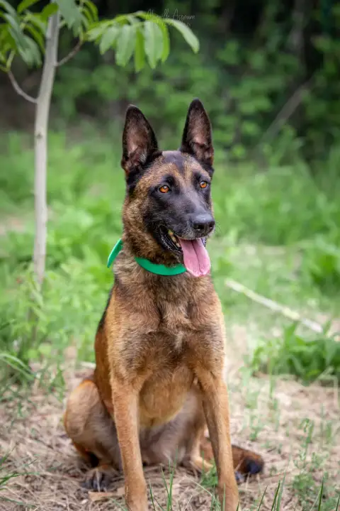 Mya