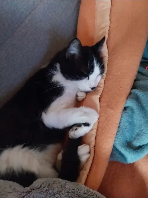 Pixel