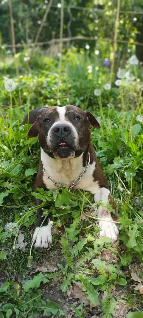 Murphy