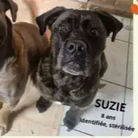 Thaï Et Suzie photo 2