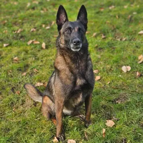 Leika