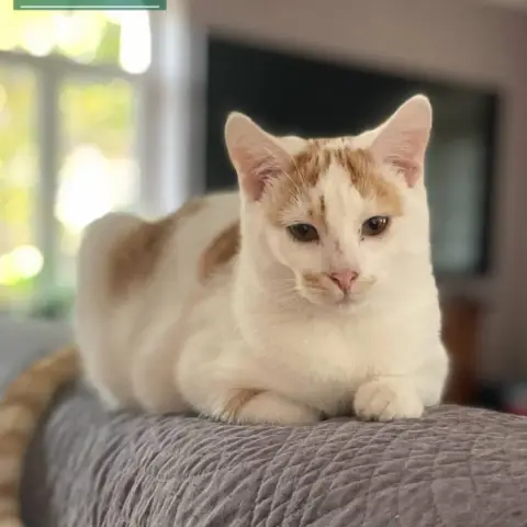 Peanut photo 3