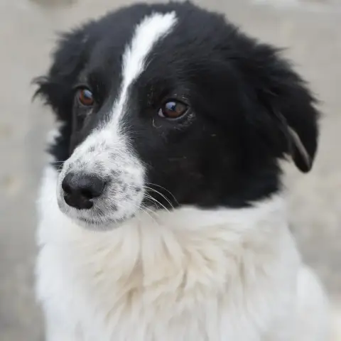 Dario photo 2