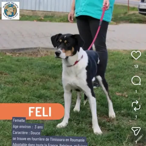 Féli