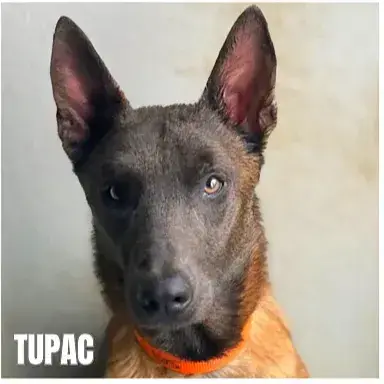 Tupac