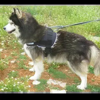Nala photo 2