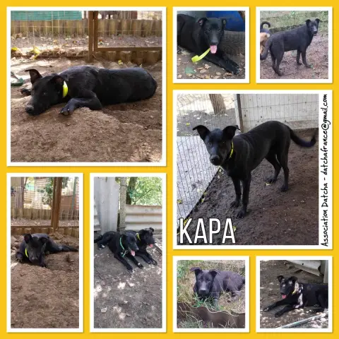 Kapa