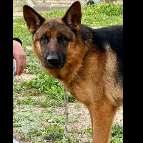 Tyson photo 2