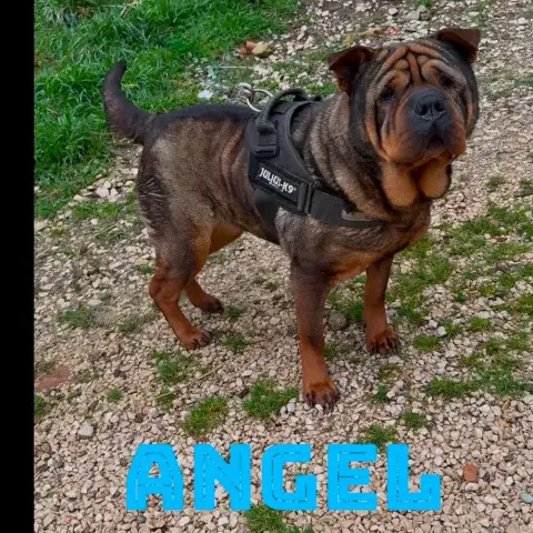 Angel