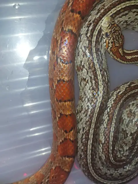 Pantherophis Guttatus/ Couleuvre Des Blés