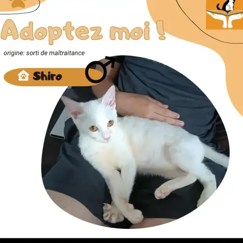 Shiro